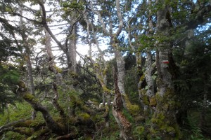 Trek Salam Montagne - Vercors - plateau Sornin - arbre ambiance magie