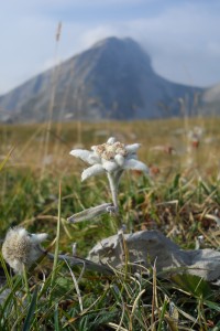 Trek Salam Montagne beauté fleur edelweiss Vercors grand Veymont