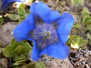 Trek Salam Montagne gentiane bleue contemplation méditation admirer beauté fleur