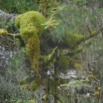 vercors-rif-bruyant-etre-de-la-nature-presence-mousse-treks-salam-montagne