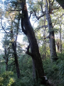 trek salam montagne - Charles Bousset -arbre - connexion - arbre - Nature