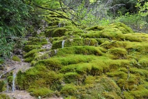 trek salam montagne - Vercors - gorges omblèze - mousse cascade séjour