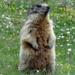 trek salam montagne -  animaux - marmotte