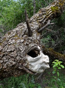 trek salam montagne - magie - esprit être de la nature - arbre