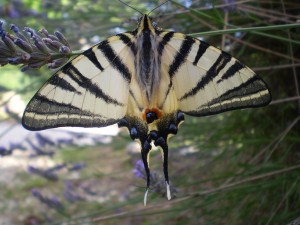 réalisation de soi être bien développement personnel Nature activités domiciles