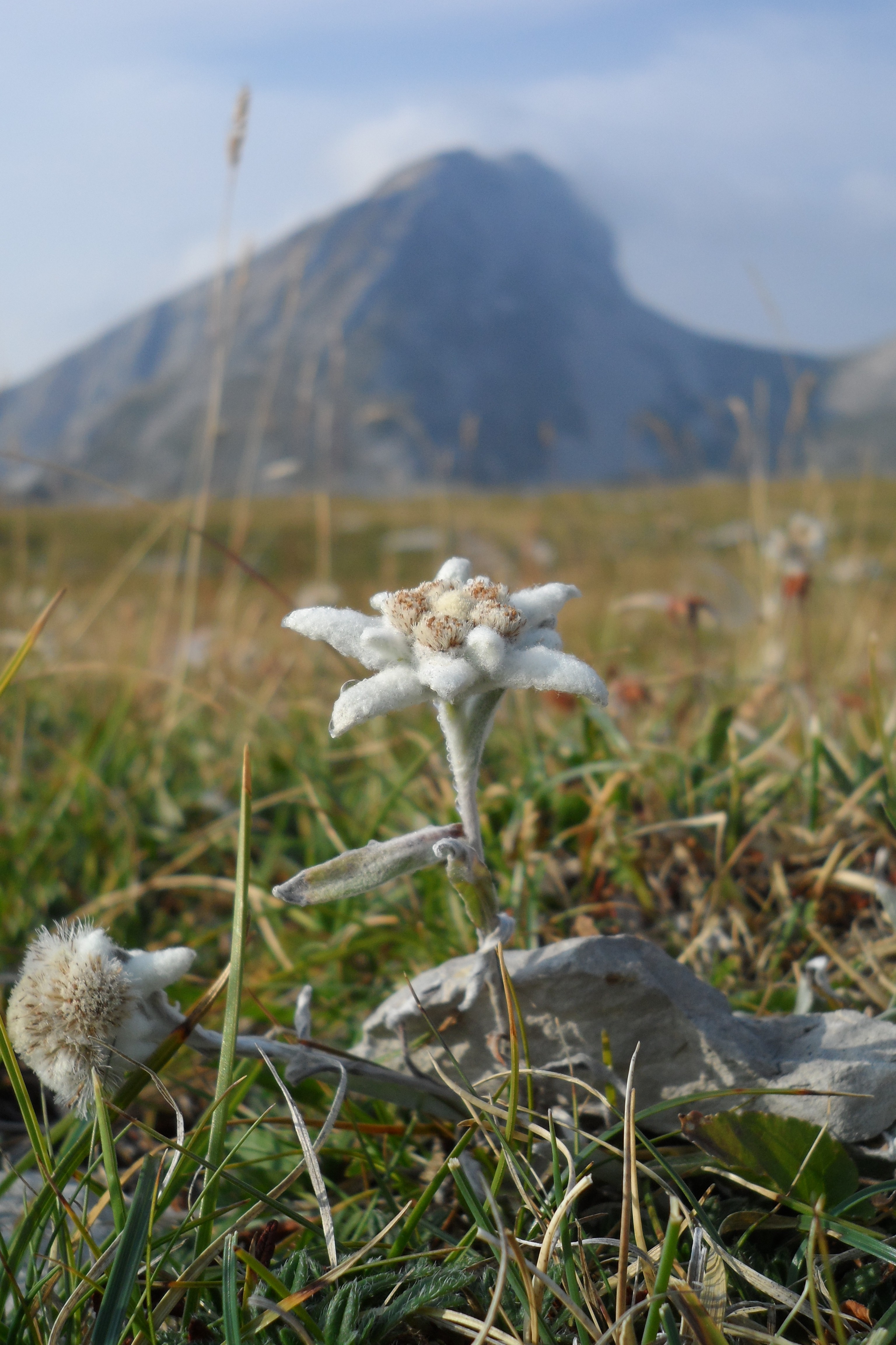 Trek Salam Montagne beauté fleur edelweiss Vercors grand Veymont - Trek  Salam Montagne